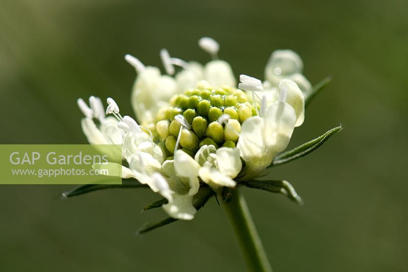 Close up of Scabiosa columbaria 'Ochroleuca'. Wisley RHS Garden.