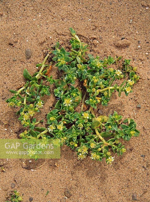 Honckenya peploides - Sea Sandwort in sand