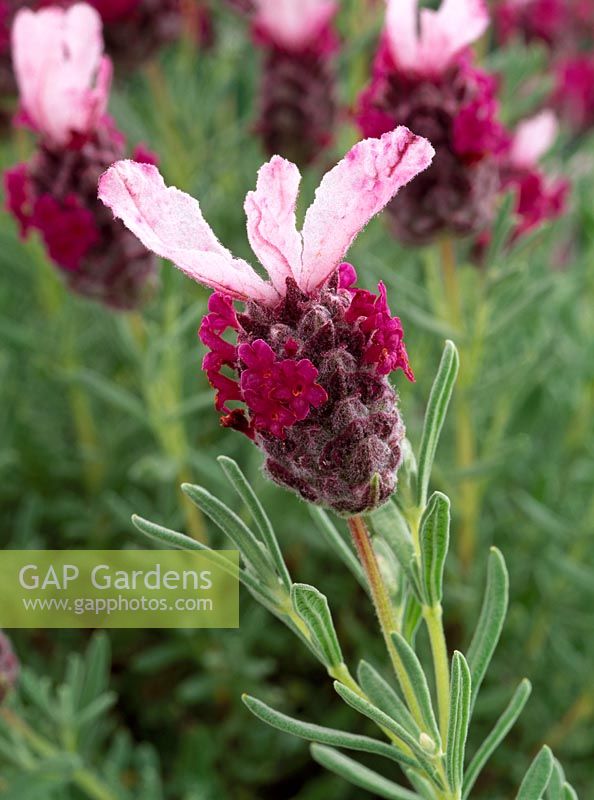 Lavandula stoechas 'Kew Red'