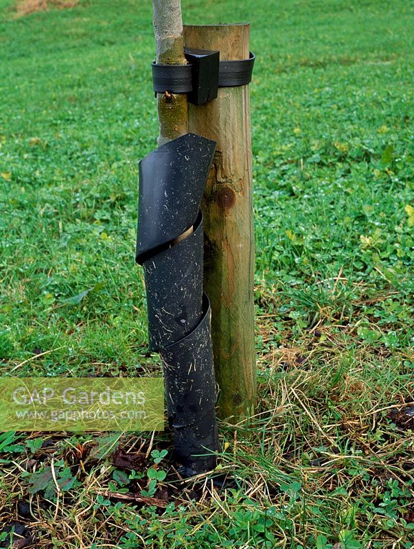 Tree Guard - Plastic wrap around guard protects sapling from rabbits