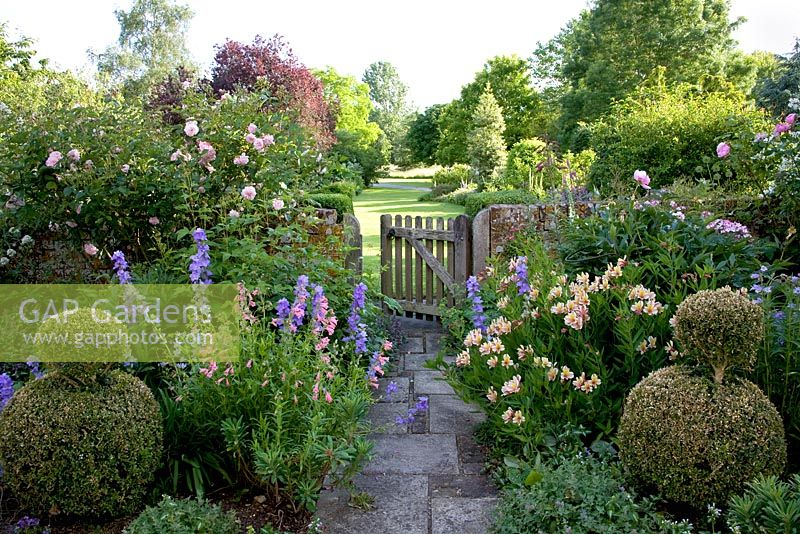 Walled front garden showing gate with Buxus - Box topiary, Alstroemeria 'Diana Princess of Wales', Rosa 'Felicia', Campanula persicifolia and pink Penstemon.