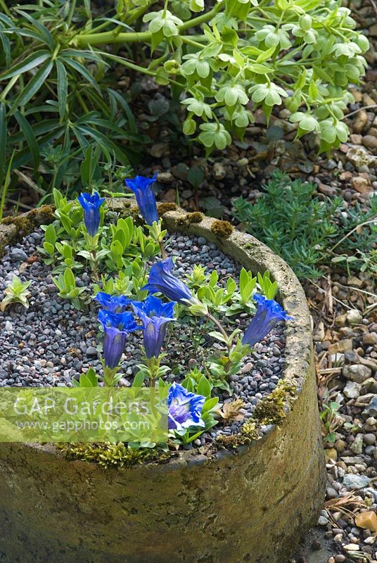 Gentiana acaulis in clay pot on gravel with Helleborus - Orchard Villa, NGS garden, Cheshire