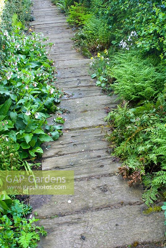 Shaded borders with Symphytum grandiflorum, Dryopteris and Gymnocarpium dryopteris, concrete sleeper path - Orchard Villa, NGS garden, Cheshire