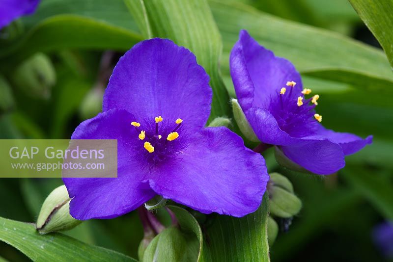 Tradescantia 'Leonora', Andersonia Group 