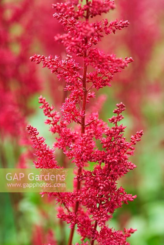 Astilbe x arendsii 'Fanal'