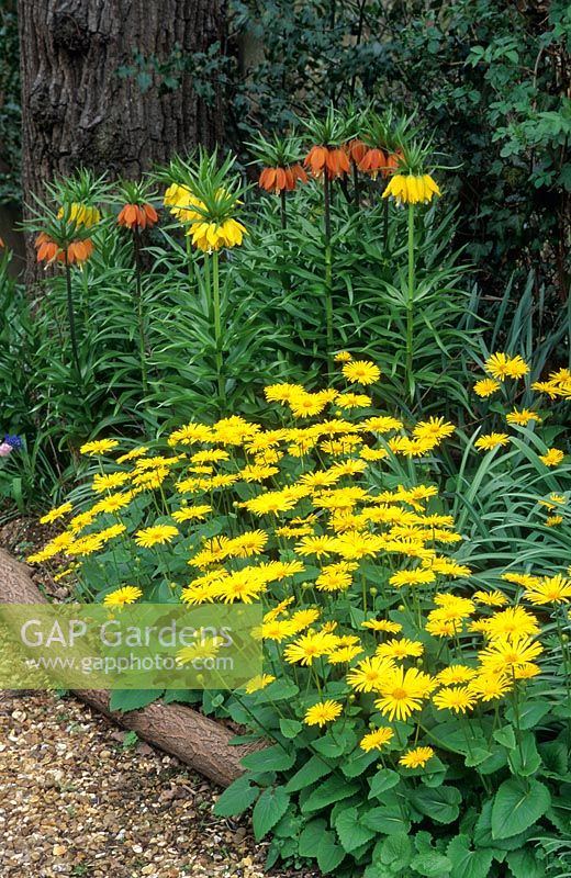 Doronicum orientale with Fritillaria imperialis next to gravel path with log edging
