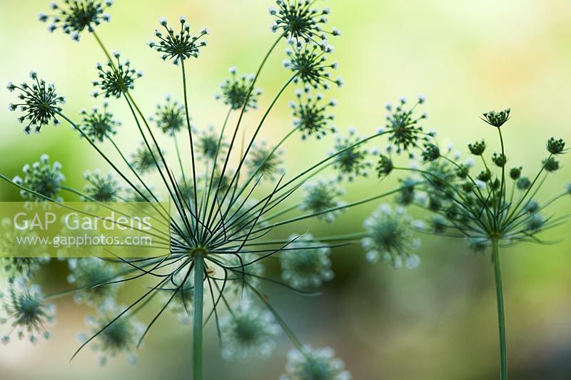 Ammi majus - Bishops weed 