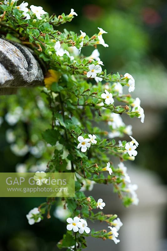 Bacopa 'Snowflake' in a stone urn