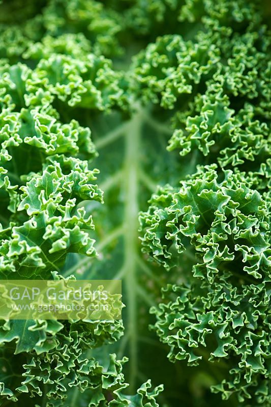 Kale 'Dwarf Green Curled' 
