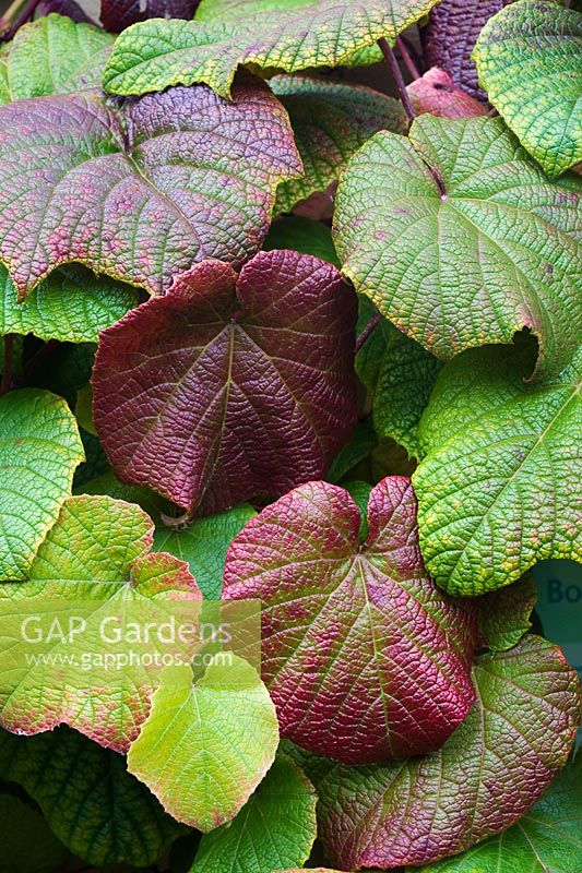 Vitis coignetiae - Crimson glory vine