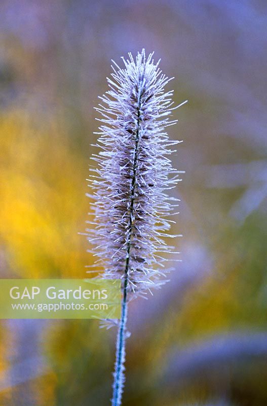 Frost covered Pennisetum alopecuroides 'Hameln' at Knoll Gardens, Dorset. November.