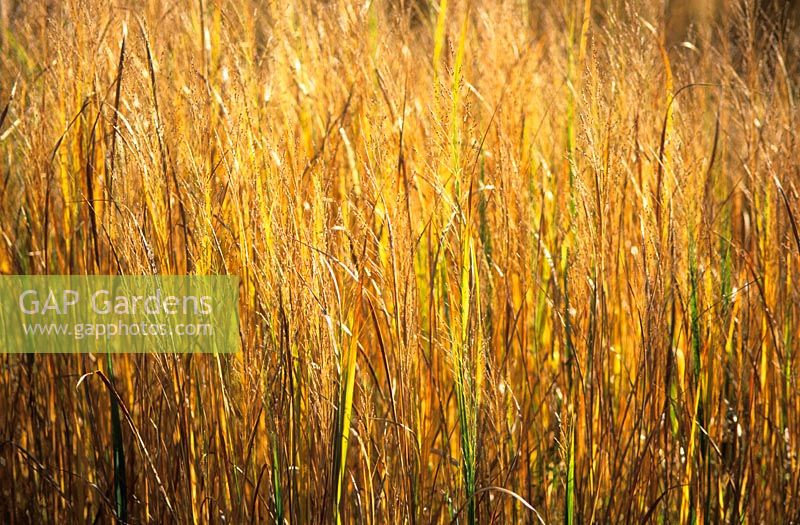 Panicum virgatum 'Northwind' - Switch Grass at Knoll Gardens, Dorset. November