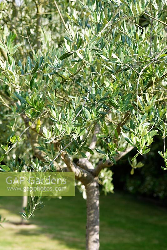 Olea - Olive tree