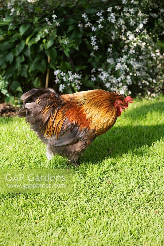 Cockerel on garden lawn