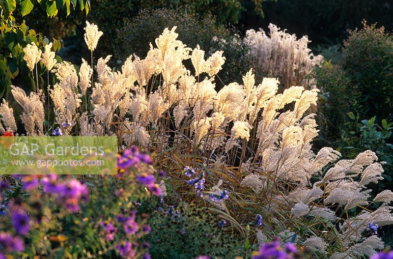 Seedheads of Miscanthus sinensis 'Juli' in autumn - Hermannshof Garden, Germany
