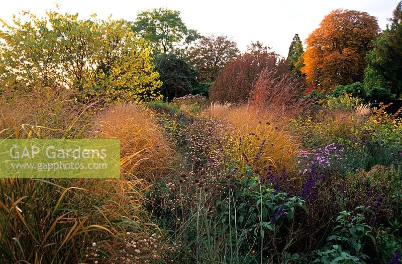 North American perennial planting in autumn that includes Panicum virgatum 'Strictum', Andropogon gerardii, Aster azureus, Helenium, Heliopsis, Zinnia, Verbena bonariensis, Cercis siliquastrum, Cornus mas and Aesculus hippocastanum at Hermannshof Garden, Germany