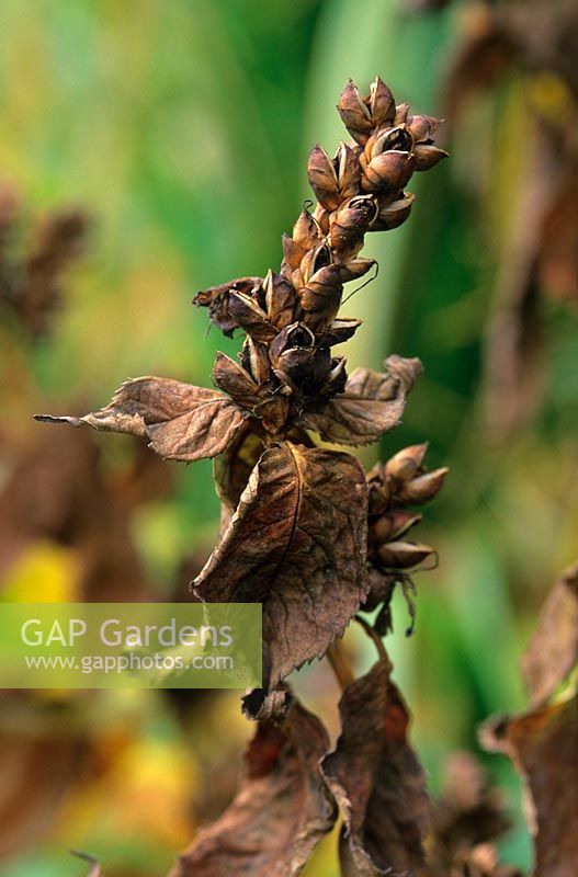 Seedheads of Chelone glabra in autumn - Hermannshof Garden, Germany
