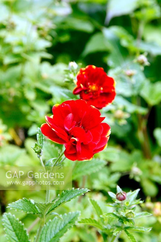 Potentilla 'Monsieur Rouillard'