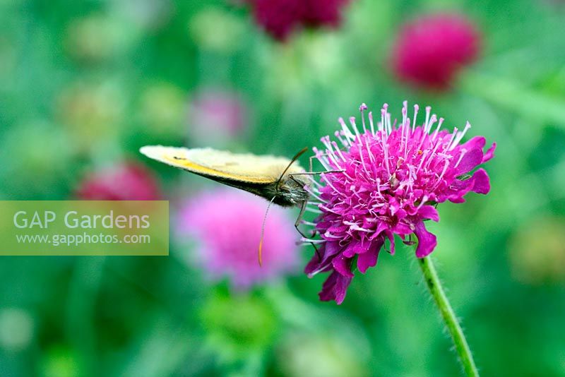 Meadow brown butterfly - Maniola jurtina on Knautia macedonica