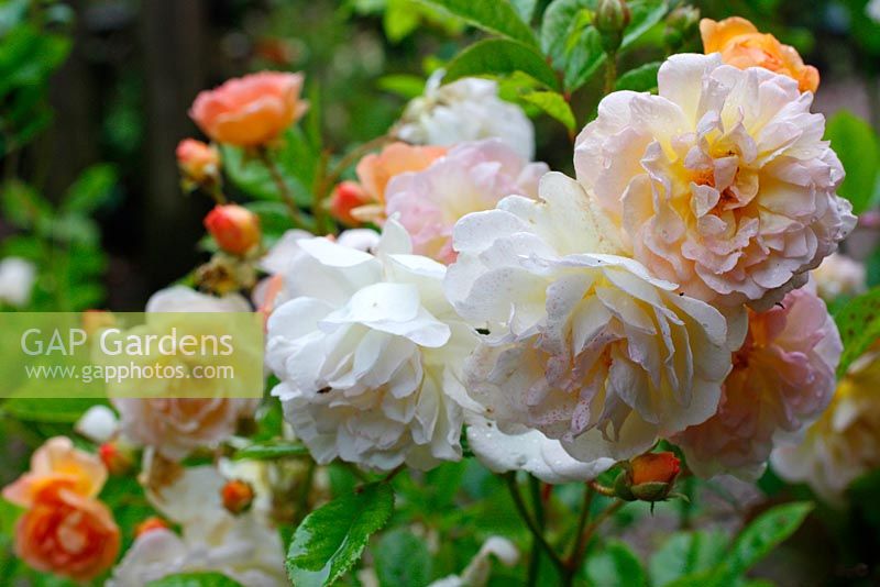 Rosa 'Ghislaine de Féligonde'