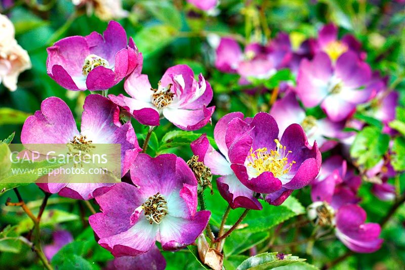 Rosa 'Veilchenblau' AGM