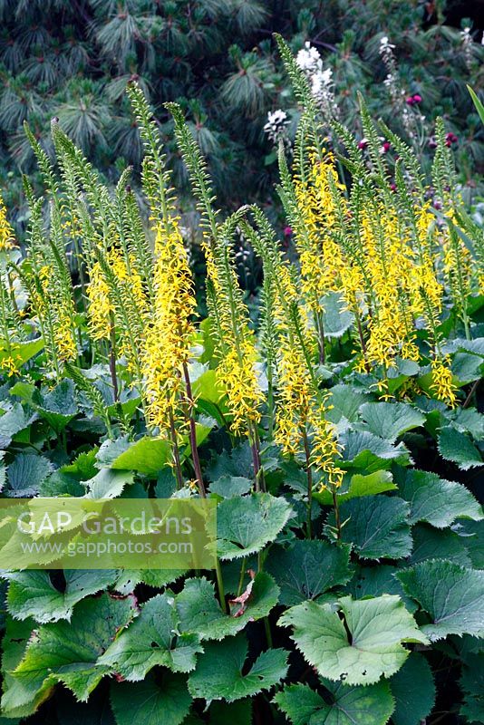 Ligularia 'Zepter' at Marwood Hill Gardens, Devon