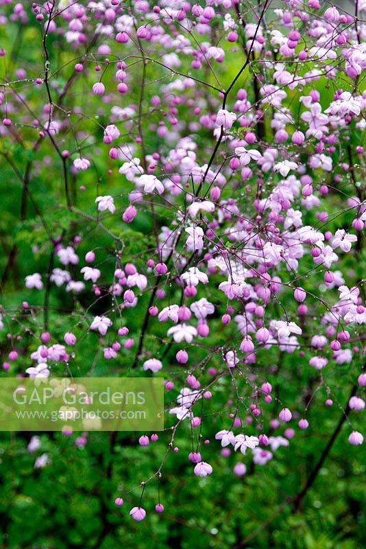 Thalictrum 'Splendide'