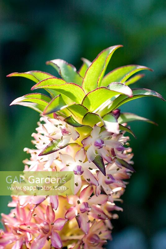 Eucomis bicolor -Pineapple Flower