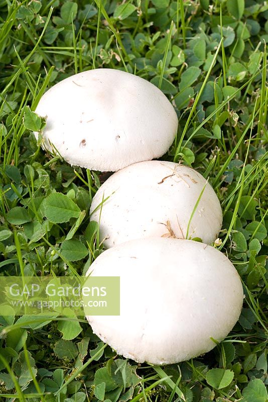 Agaricus Bisporus - Edible Mushrooms in Lawn
