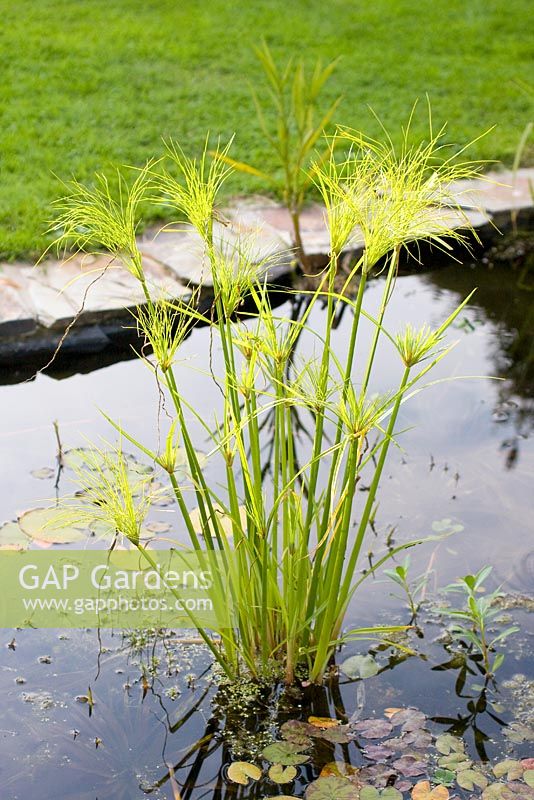 Cyperus papyrus - Egyptian Papyrus in garden pond