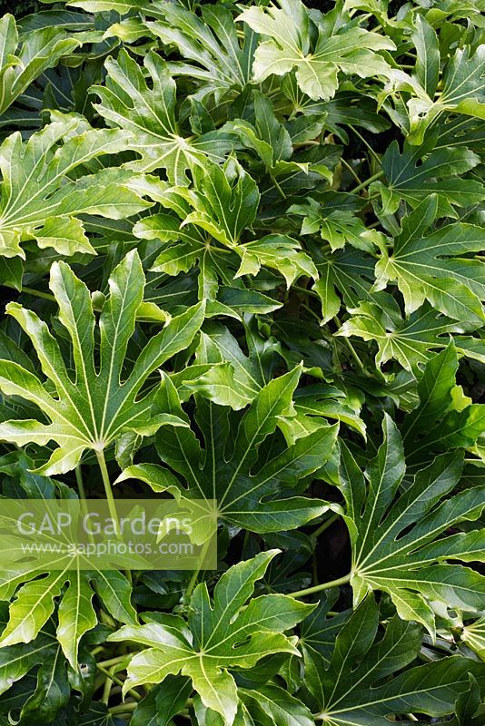 Fatsia japonica AGM