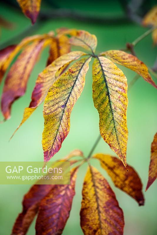 Aesculus x neglecta - autumn foliage