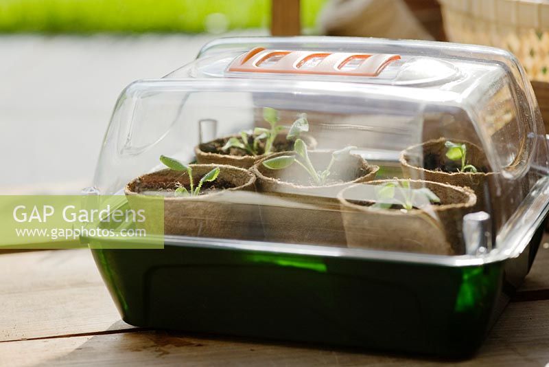 Seedlings covered with clear propagator lid
