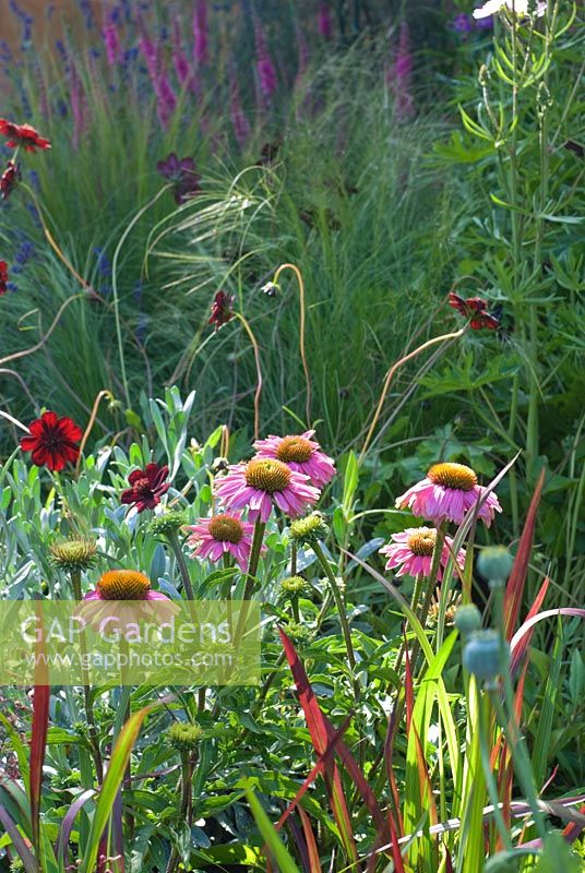 Summer border with Echinacea purpurea - The Healing Garden - RHS Hampton Court Flower Show 2009