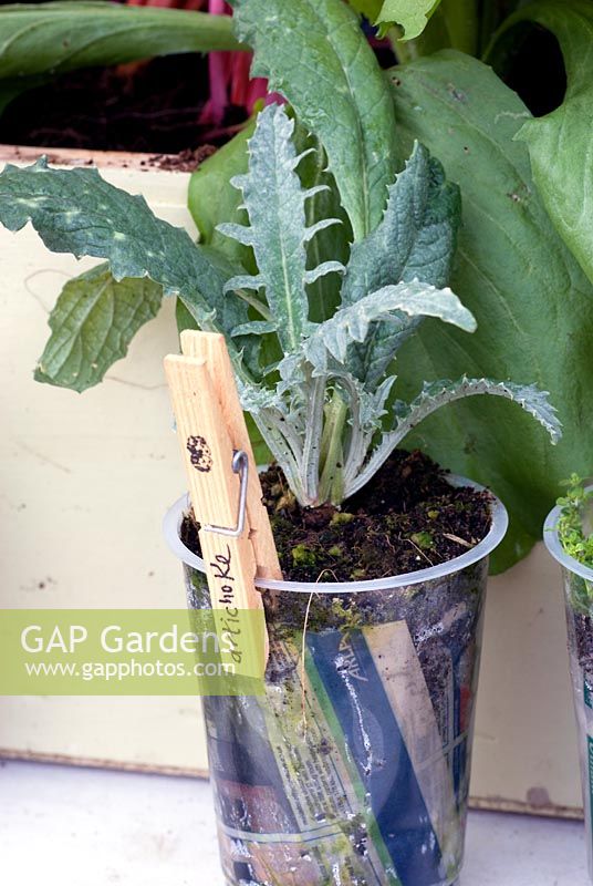 Young artichoke plants growing in a recycled plastic container