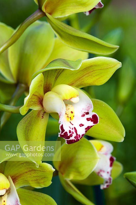 Cymbidium orchid - Miniature - Cymbidium Kings Loch 'Cooksbridge'