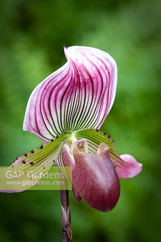 Slipper orchid - Paphiopedilum Jolly Roger 'Black Bead'