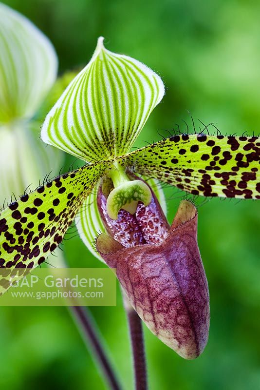 Slipper orchid - Paphiopedilum sukhakulii