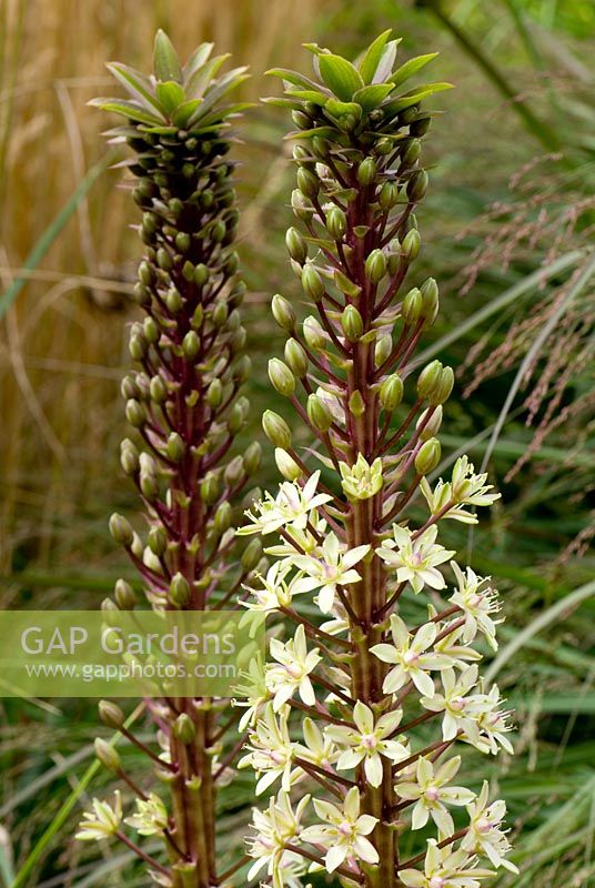 Eucomis pallidiflora 