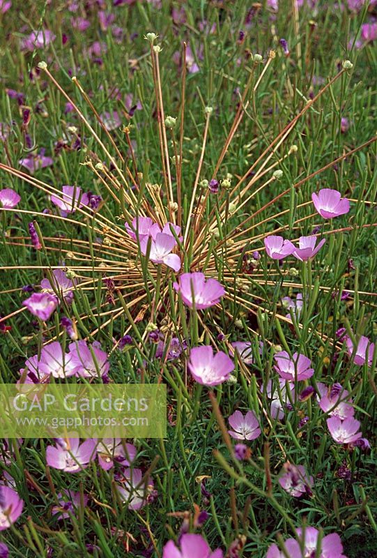 Allium schubertii seedhead with Nemophila menziesii