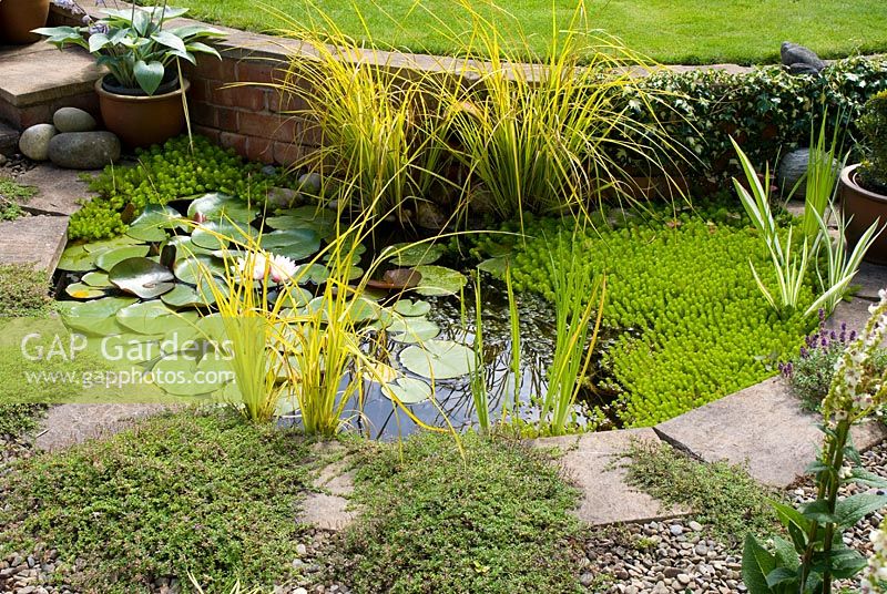 Curved small garden pond with Nymphaea - water lily, Iris pallida 'Variegata', Carex elata 'Aurea', Elodea and Myriophyllum, with adjacent stone edging, gravel and Thymus serpyllum 'Coccineus' 