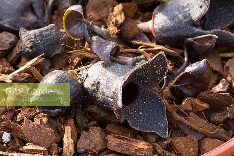 Asarum sakawanum in flower