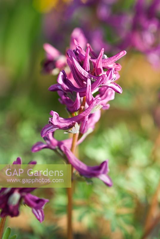 Corydalis solida - Kartal Tepesi Hybrid