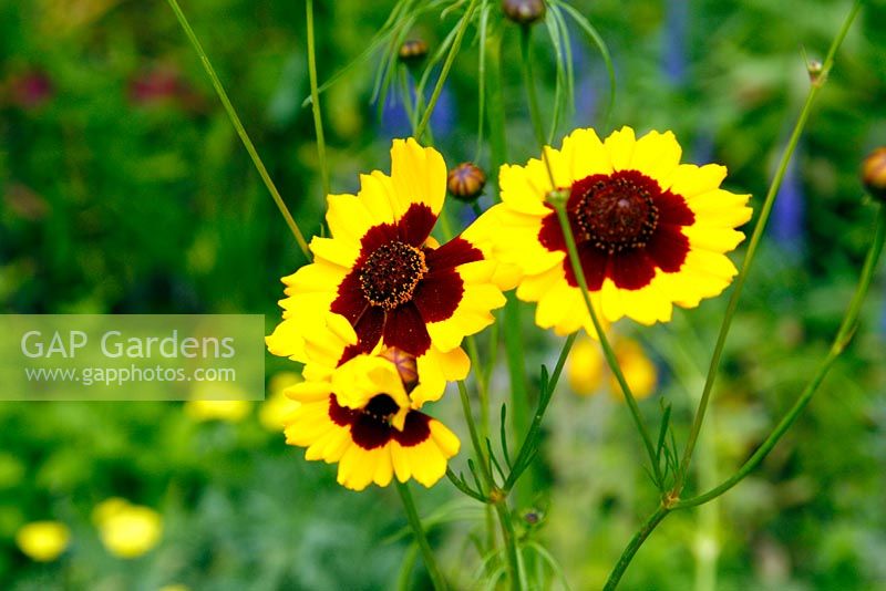 Coreopsis basalis