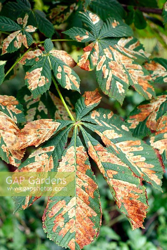 Cameraria ohridella - Horse chestnut leaf miner 