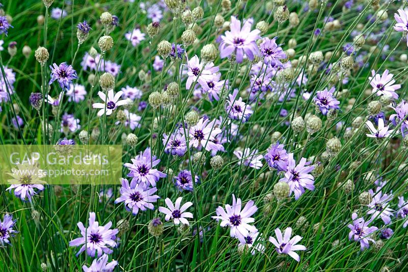 Catananche caerulea