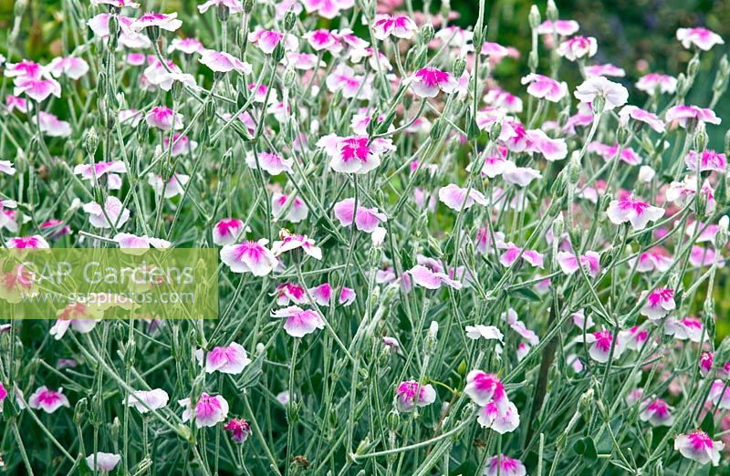 Lychnis chalcedonica at Grafton Cottage, NGS, Barton-under-Needwood Staffordshire