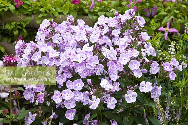 Phlox Paniculata 'Eventide' at Grafton Cottage ,NGS, Barton-under-Needwood Staffordshire