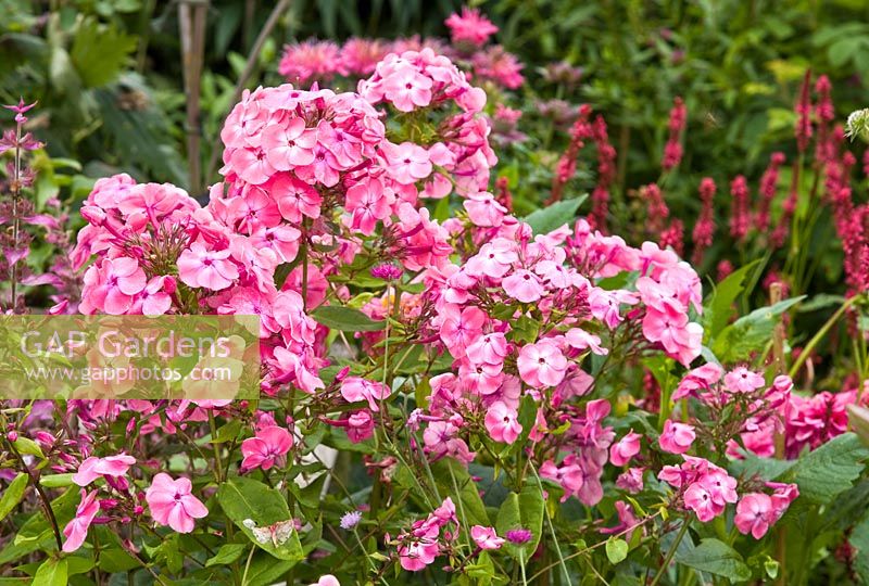 Phlox paniculata 'Balmoral' at Grafton Cottage (NGS) Barton-under-Needwood Staffordshire