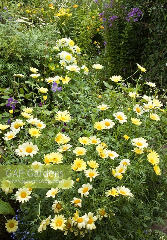 Argyranthemum 'Jamaica Primrose' at Grafton Cottage ,NGS, Barton-under-Needwood Staffordshire